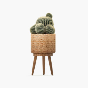 Cactus Decorate